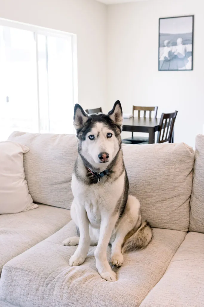 Kershaw the husky on a clean couch